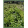 GREEN MANURE - COOL AND TEMPERATE AREAS-AUTUMN B