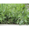 GREEN MANURE - COOL AND TEMPERATE AREAS - AUTUMN A