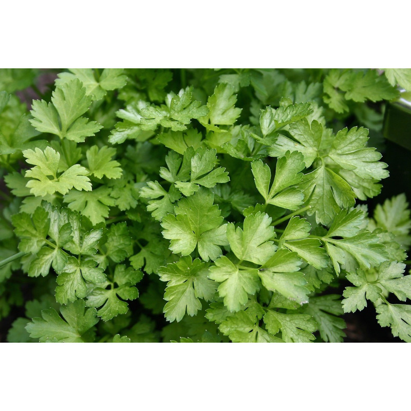 Parsley - Continental, Italian Giant