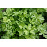 Parsley - Continental, Italian Giant