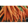 CARROT - WESTERN RED , ORGANIC