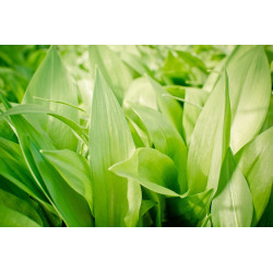 GARLIC -  WILD GARLIC