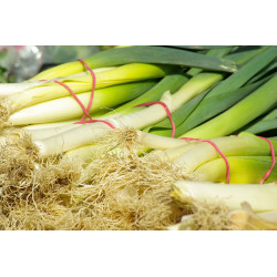 LEEK - CARENTAN - ORGANIC