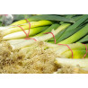 LEEK - CARENTAN - ORGANIC