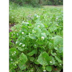 MINERS LETTUCE