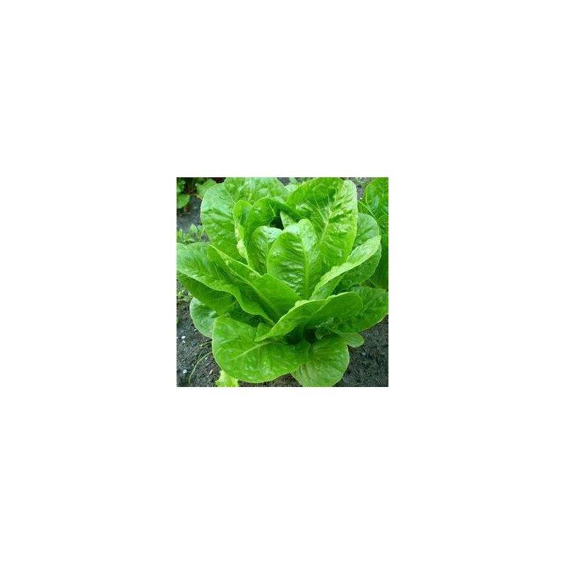 LETTUCE - COS VERDI