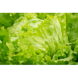 LETTUCE - GREEN ICEBERG