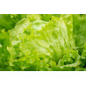 LETTUCE - GREEN ICEBERG