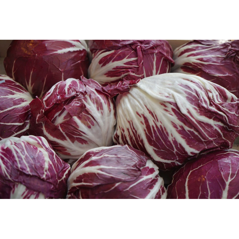 RADICCHIO - ROUND CHIOGGIA RED