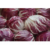 RADICCHIO - ROUND CHIOGGIA RED