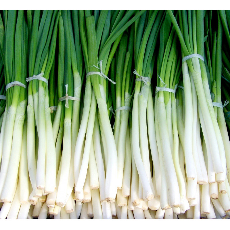 ONION, NEBUKA - Bunching spring onion