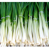 ONION, NEBUKA - Bunching spring onion