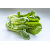 PAK CHOI- CANTONG WHITE