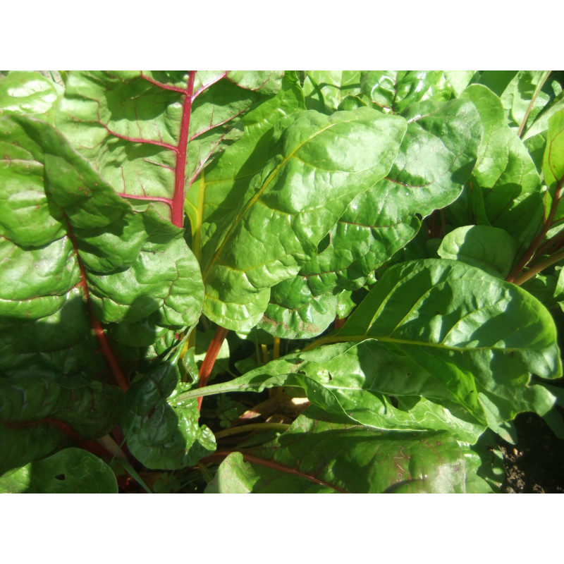 SILVERBEET-RAINBOW CHARD