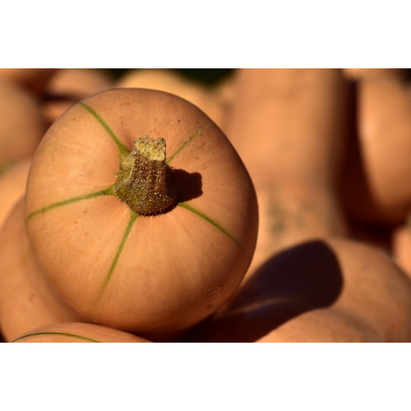 PUMPKIN - BUTTERNUT, LARGE