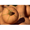 PUMPKIN - BUTTERNUT, LARGE