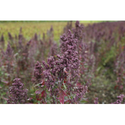 QUINOA SEEDS organic