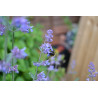 CATMINT