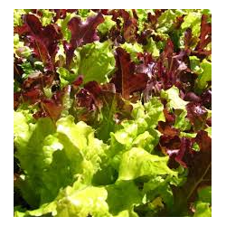 LETTUCE - GOURMET MIX