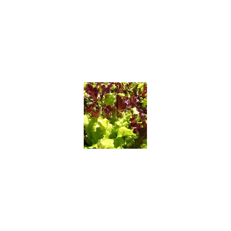 LETTUCE - GOURMET MIX