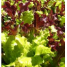 LETTUCE - GOURMET MIX