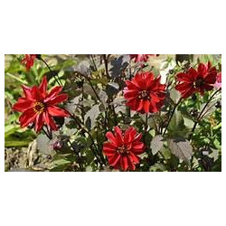 DAHLIA - RED SKIN MIX
