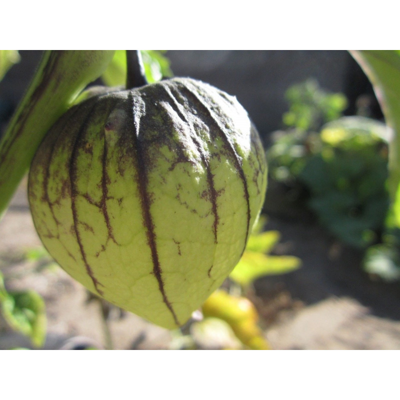 TOMATILLO - PURPLE