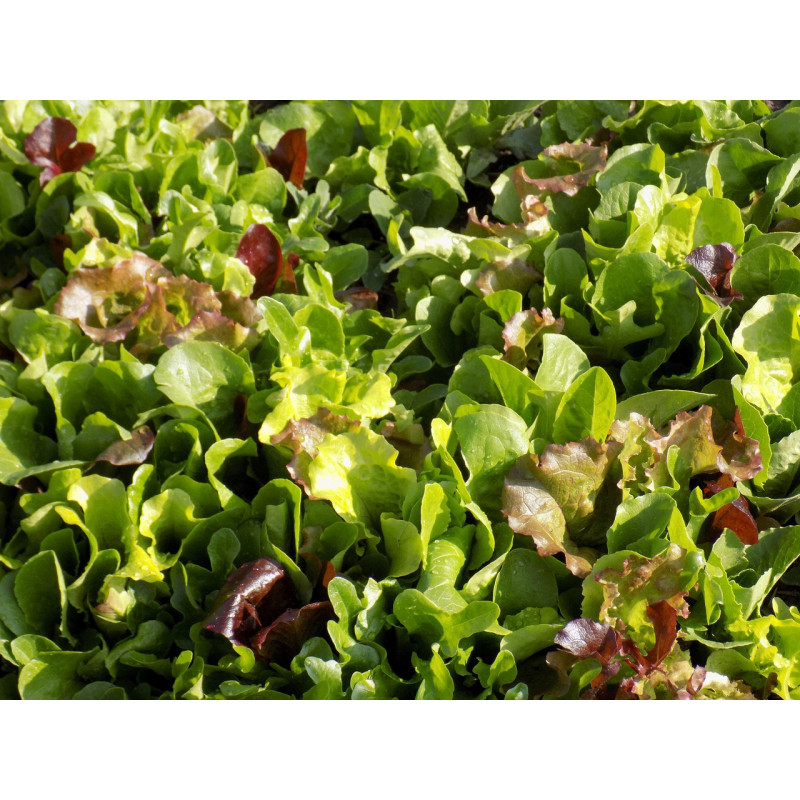 LETTUCE - MESCLUN MIX