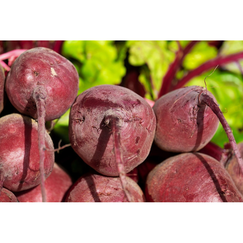 BEETROOT - BULLS BLOOD - ORGANIC