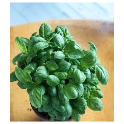 BASIL - GECOFURE