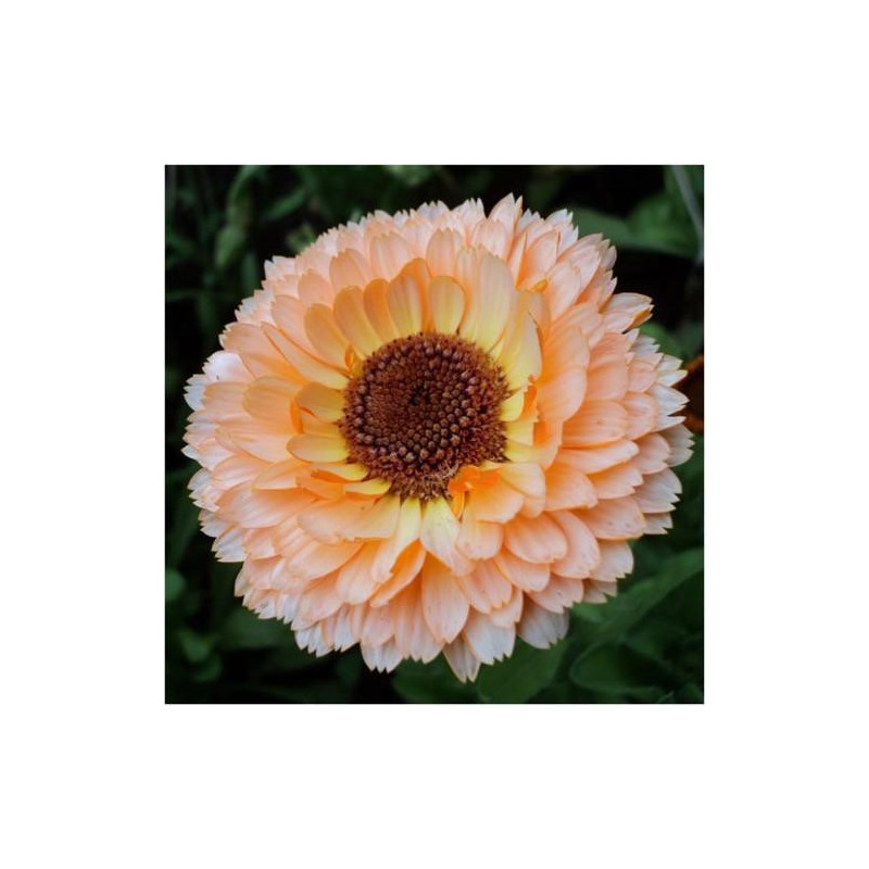 CALENDULA - PINK SURPRISE