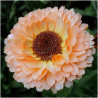 CALENDULA - PINK SURPRISE