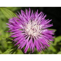 CORNFLOWER - ROSY LILAC