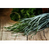 CHIVES - GARLIC