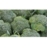 BROCCOLI - CALABRESE - ORGANIC