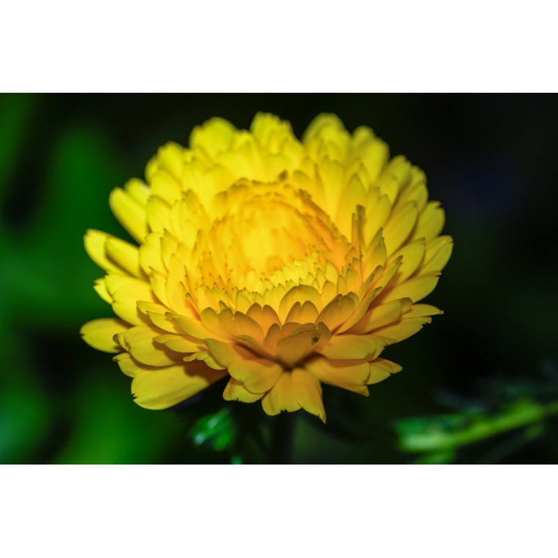 MARIGOLD - PETITE GOLD