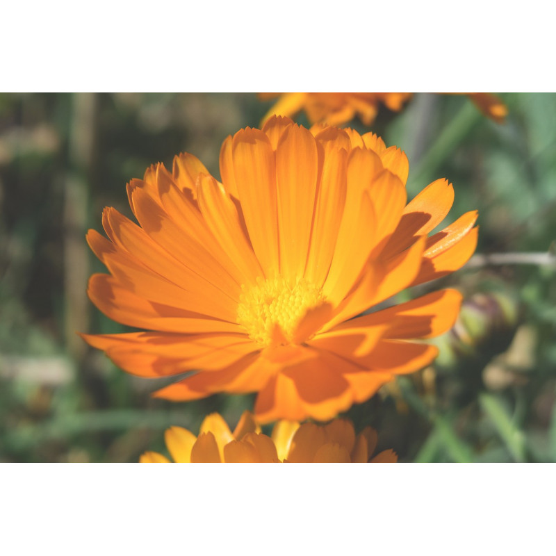 MARIGOLD - PETITE ORANGE