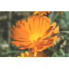 MARIGOLD - PETITE ORANGE