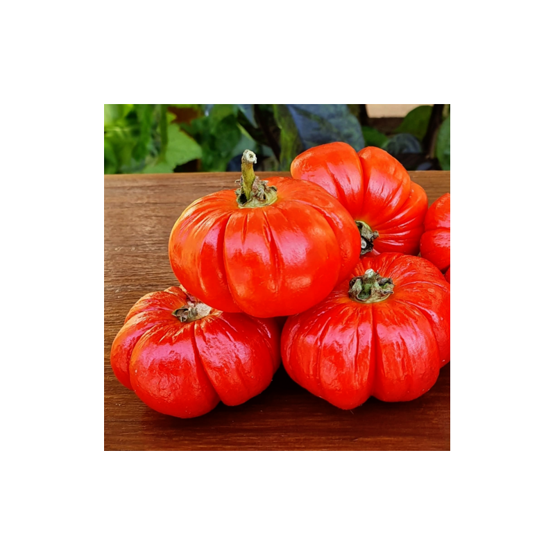 EGGPLANT - RED RUFFLES