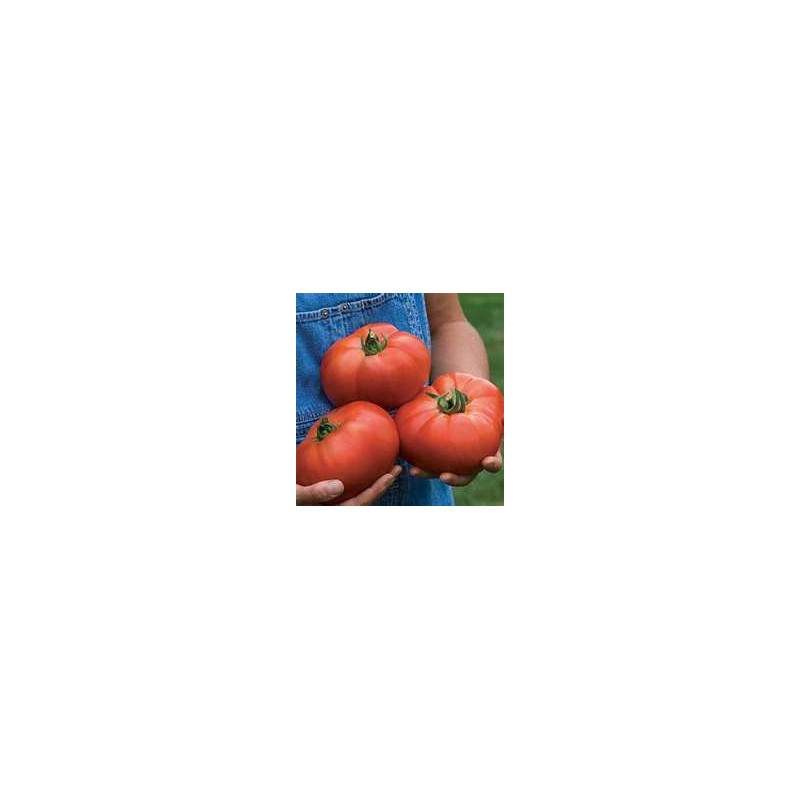 TOMATO - BEEFSTEAK