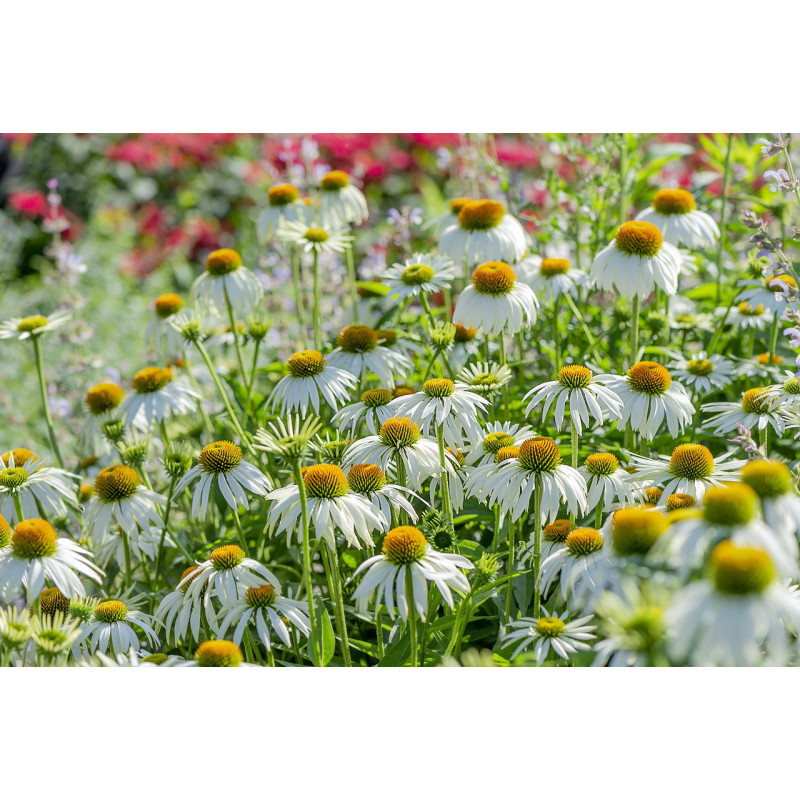 ECHINACEA - WHITE SWAN CONEFLOWER