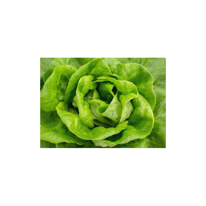 LETTUCE - BUTTERCRUNCH