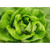 LETTUCE - BUTTERCRUNCH