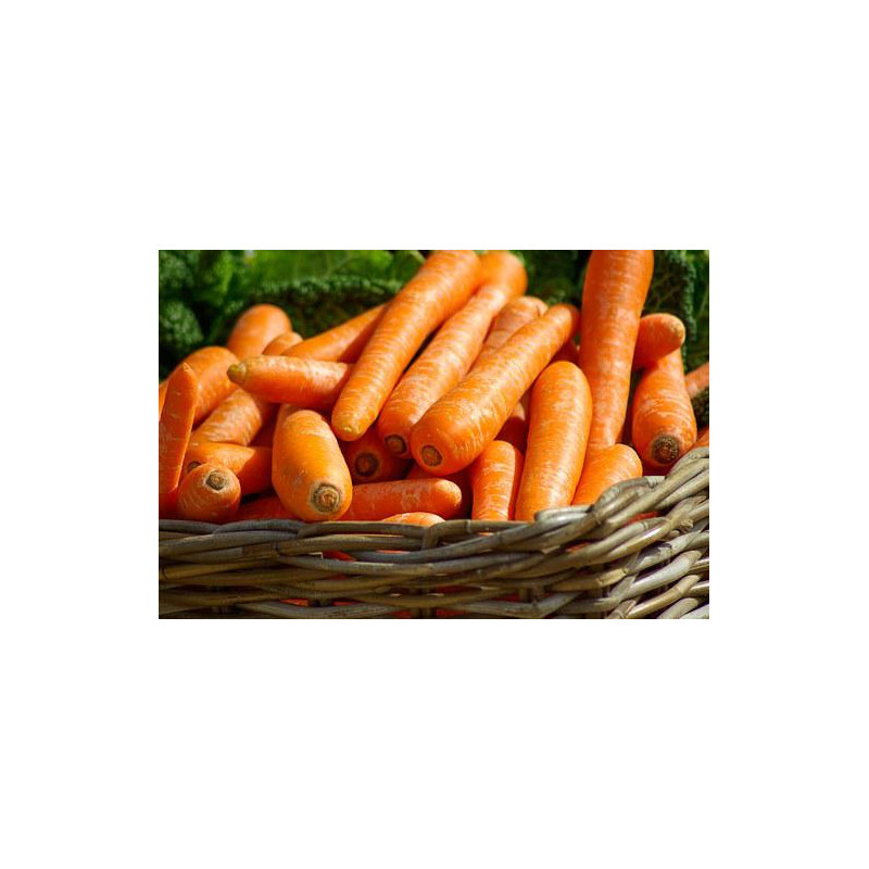 CARROT - BERLICUM