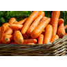 CARROT - BERLICUM