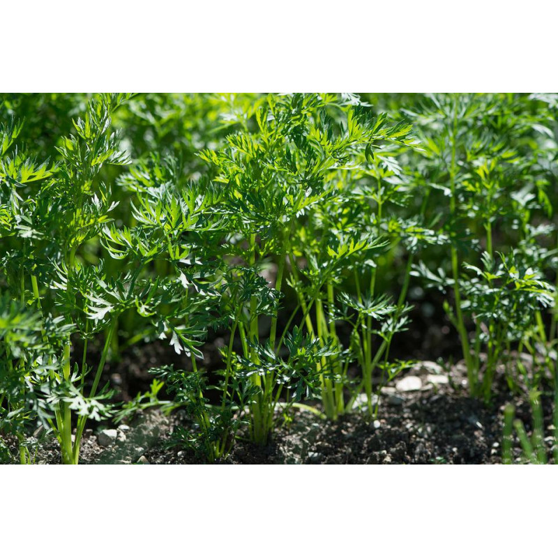 Carrot seed for Microgreens