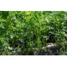 Carrot seed for Microgreens