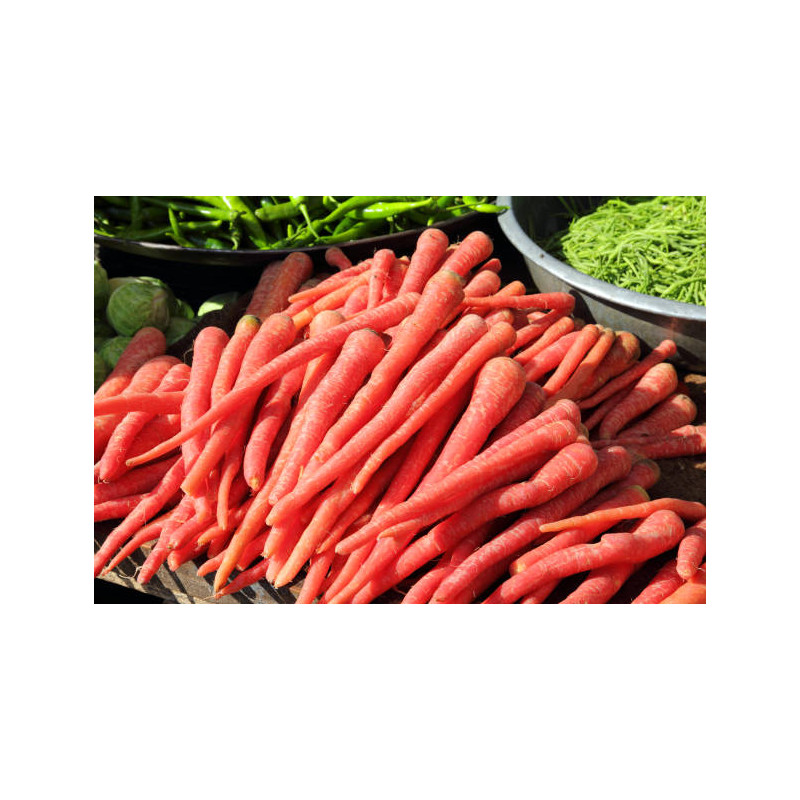 CARROT - RUBY RED