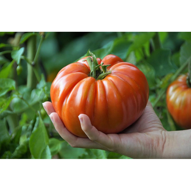 TOMATO - MORTGAGE LIFTER, vine