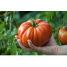 TOMATO - MORTGAGE LIFTER, vine